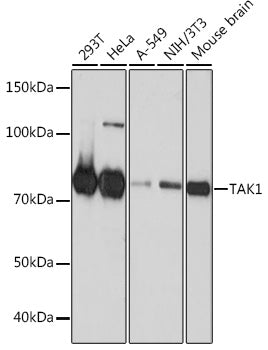 [KO Validated] TAK1 Rabbit mAb