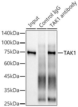[KO Validated] TAK1 Rabbit mAb