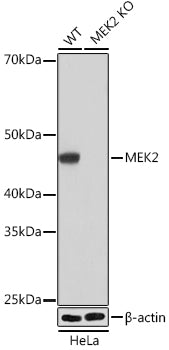 [KO Validated] MEK2 Rabbit mAb