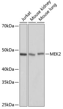 [KO Validated] MEK2 Rabbit mAb