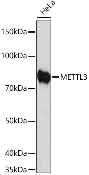 [KD Validated] METTL3 Rabbit mAb