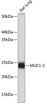 MUC1-C Rabbit mAb