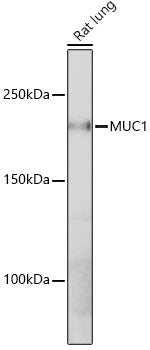 MUC1-C Rabbit mAb