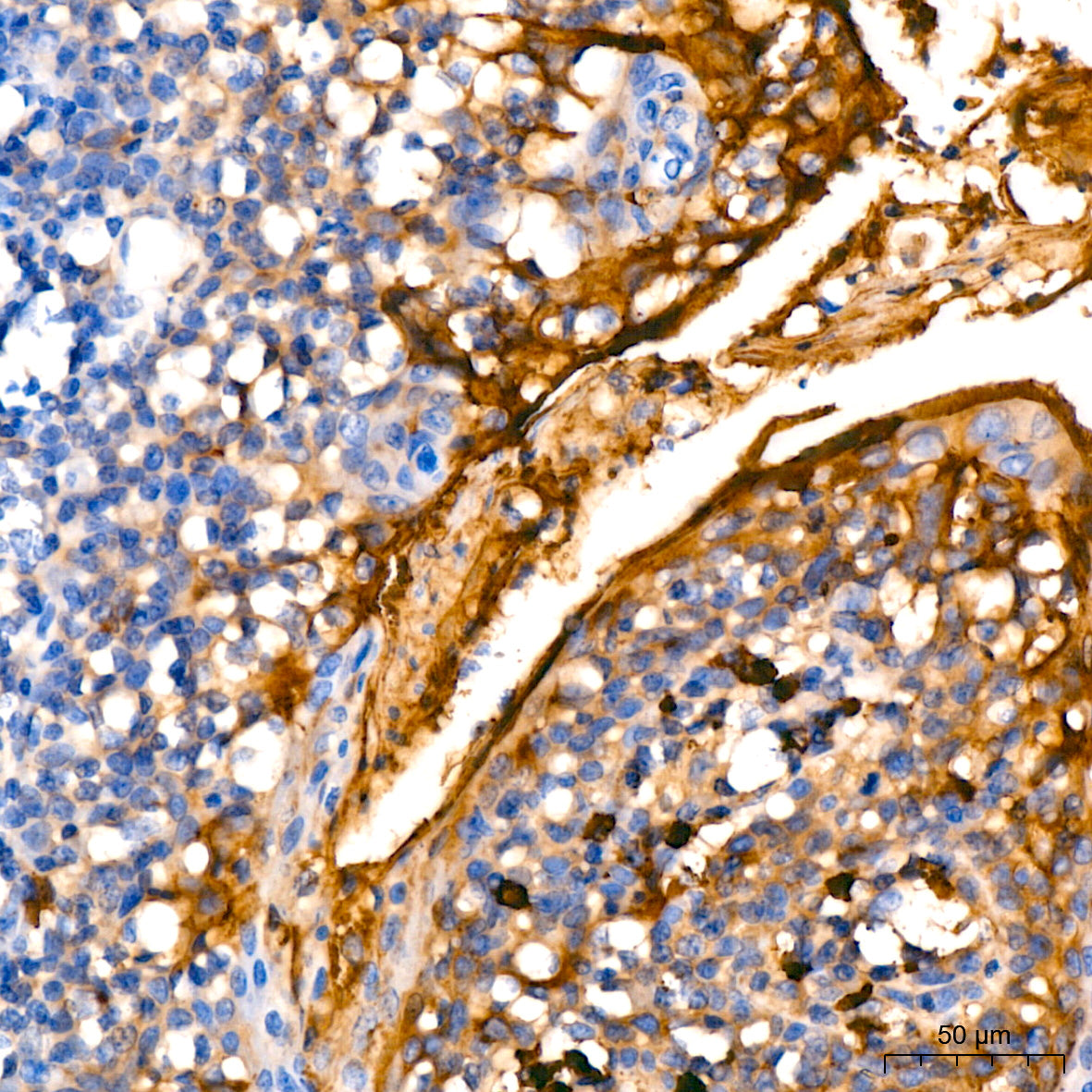 MUC1-C Rabbit mAb