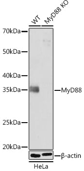 [KO Validated] MyD88 Rabbit mAb