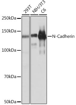 [KO Validated] N-Cadherin Rabbit mAb