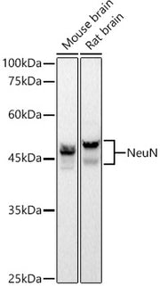 NeuN Rabbit mAb