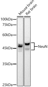 NeuN Rabbit mAb