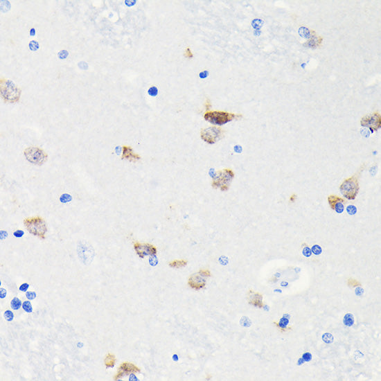 NeuN Rabbit mAb
