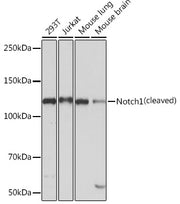Notch1 Rabbit mAb