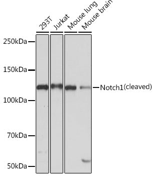 Notch1 Rabbit mAb