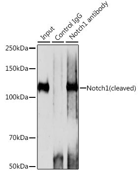 Notch1 Rabbit mAb