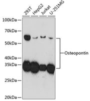 Osteopontin Rabbit mAb