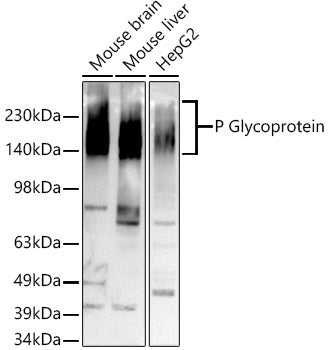 [KO Validated] P Glycoprotein Rabbit mAb