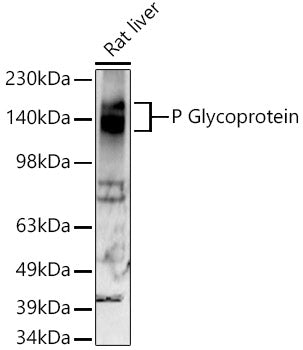 [KO Validated] P Glycoprotein Rabbit mAb