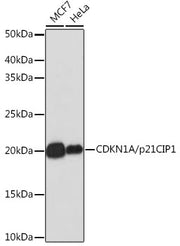 [KO Validated] CDKN1A/p21 Rabbit mAb