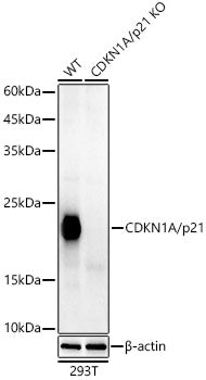 [KO Validated] CDKN1A/p21 Rabbit mAb