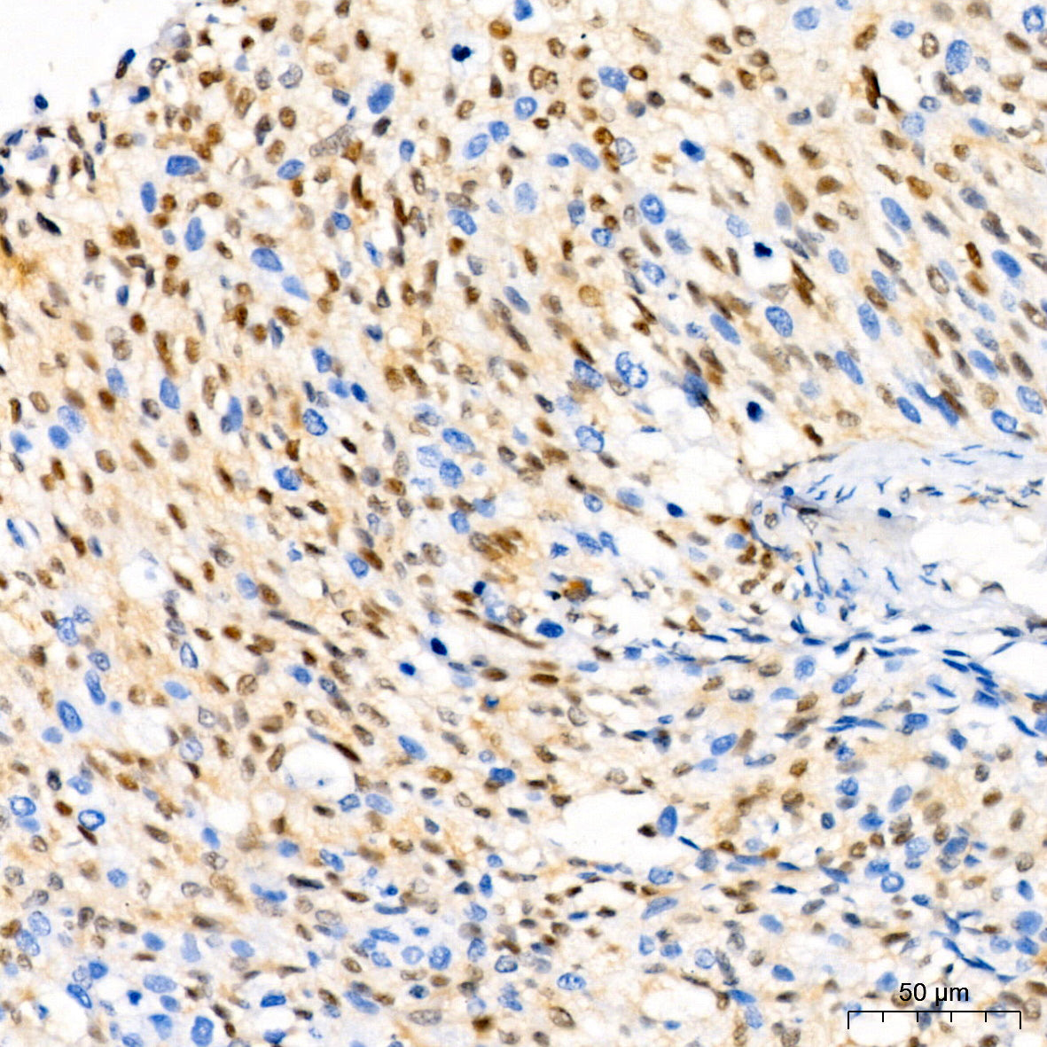 [KO Validated] CDKN1B/p27KIP1 Rabbit mAb