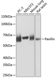 Paxillin Rabbit mAb