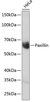 Paxillin Rabbit mAb