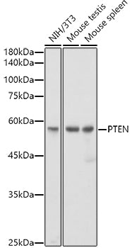 [KO Validated] PTEN Rabbit mAb