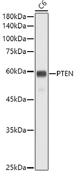 [KO Validated] PTEN Rabbit mAb