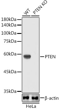 [KO Validated] PTEN Rabbit mAb