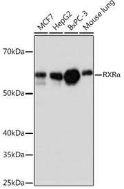 RXRα Rabbit mAb