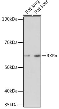 RXRα Rabbit mAb
