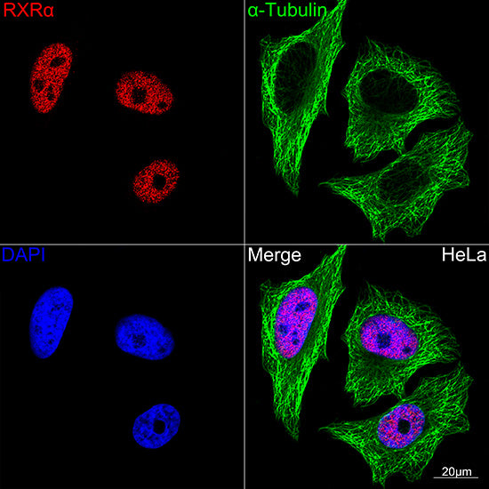 RXRα Rabbit mAb