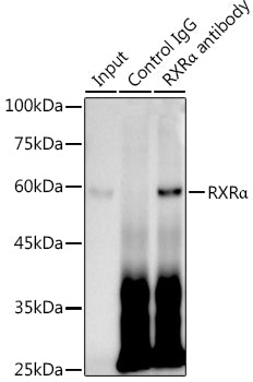 RXRα Rabbit mAb