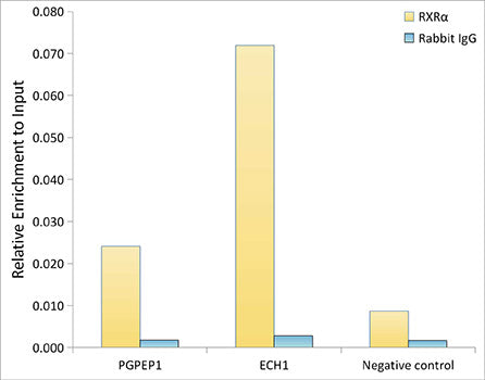 RXRα Rabbit mAb