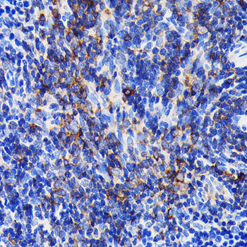SHP1 Rabbit mAb