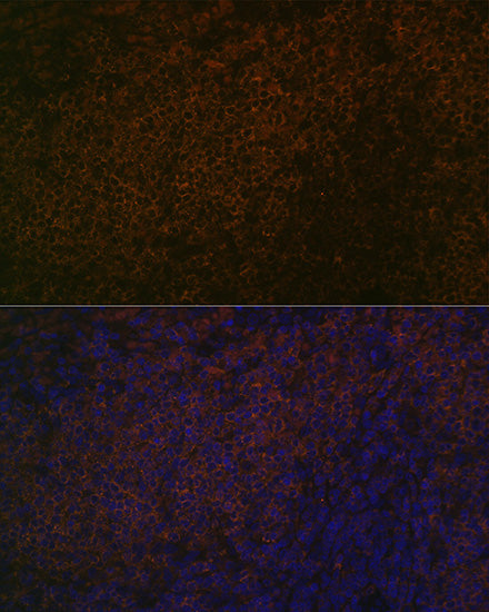 SHP1 Rabbit mAb
