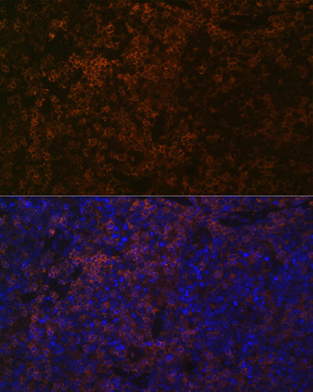 SHP1 Rabbit mAb