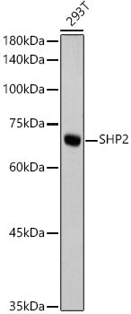 SHP2 Rabbit mAb