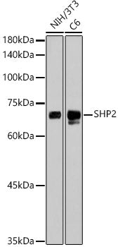 SHP2 Rabbit mAb