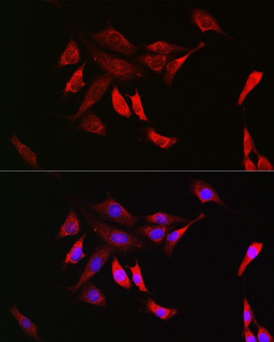SHP2 Rabbit mAb