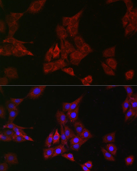 SHP2 Rabbit mAb