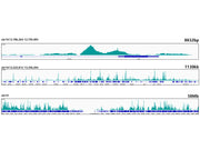 [KO Validated] Smad4 Rabbit mAb