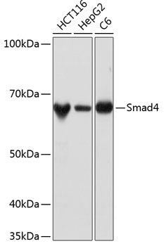 [KO Validated] Smad4 Rabbit mAb
