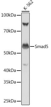 Smad5 Rabbit mAb
