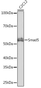 Smad5 Rabbit mAb