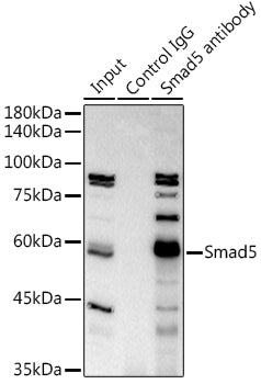 Smad5 Rabbit mAb
