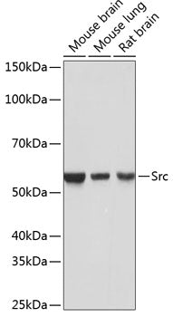 [KO Validated] Src Rabbit mAb