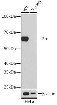 [KO Validated] Src Rabbit mAb
