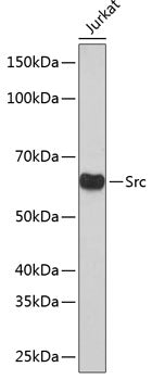 [KO Validated] Src Rabbit mAb