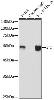 [KO Validated] Src Rabbit mAb