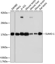 [KO Validated] SUMO1 Rabbit mAb