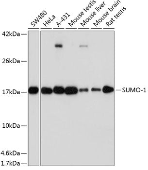 [KO Validated] SUMO1 Rabbit mAb